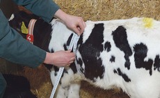 Vet led calf club helps farmers improve calf health