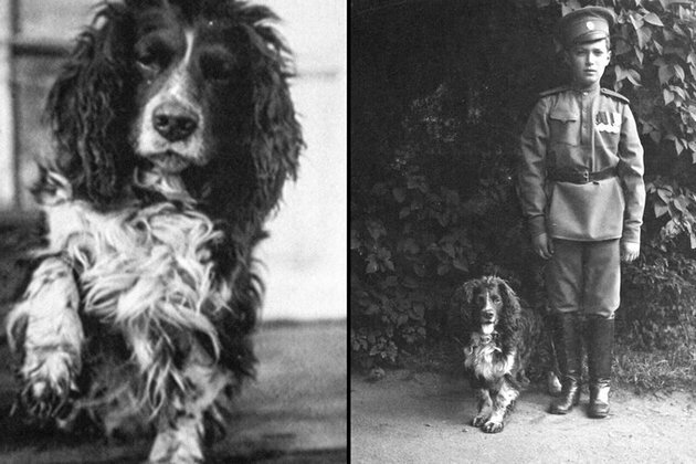 Joy, the last dog of the Romanovs