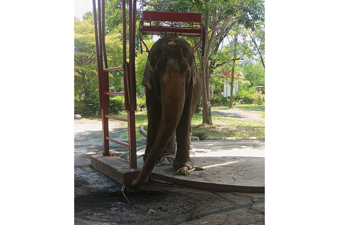Sentient Animals Like Elephants Deserve More Respect, says New Study by World Animal Protection
