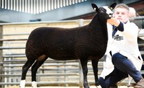 A round up of recent pedigree and commercial livestock sales