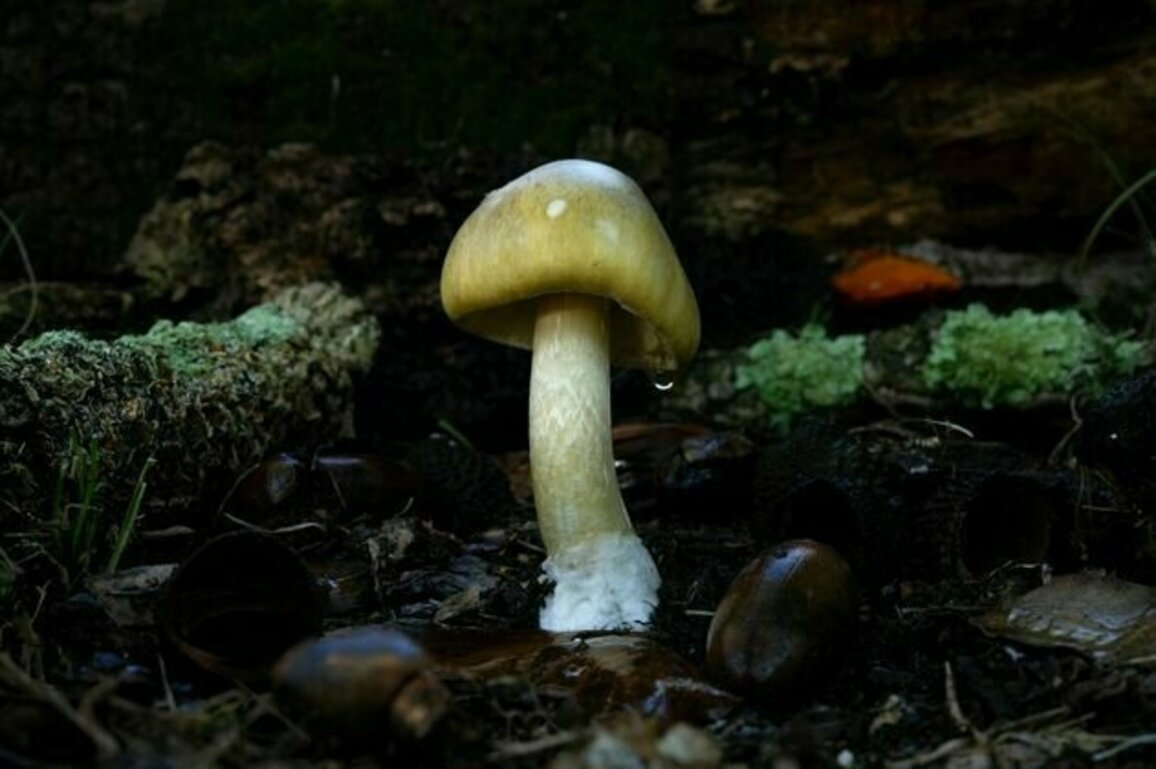 Death Cap Murders portrays Erin Patterson as a woman who craved community - and would 'stop at nothing'