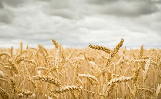 Low yellow rust pressure effect seen in wheat yields 