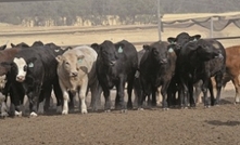 Invaluable feedback from feedlot trials