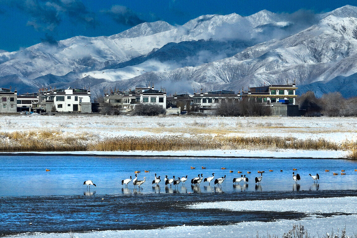Qinghai-Tibet Plateau warming amplification study sustains prediction of polar sea-ice changes