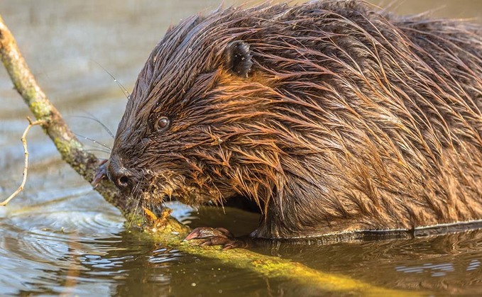 Beaver population to boom