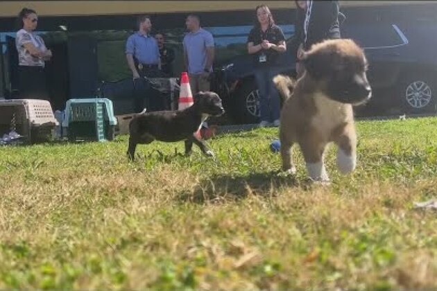 San Diego officers unwind with puppy love- 'Watch the smiles on their faces'