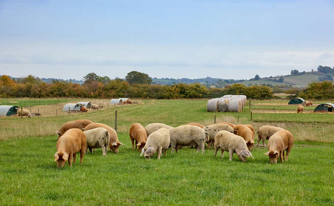 Sharp commercial focus for regenerative farming brothers 