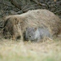 Yes, it's a terrible idea to pick up or interfere with wild animals - especially baby wombats. Here's why
