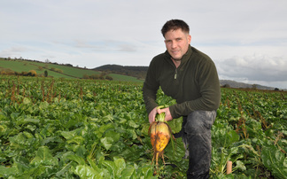 Growing fodder beet could be a good option this year