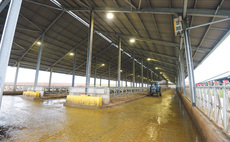 Dairy shed lighting explained: How many lux do cows need?