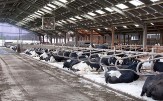 IBR in cattle: Symptoms, testing methods and vaccination advice for dairy farmers