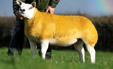 Texel females sell to 14,000gns at Ballymena