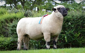 Seawell shearling ram which sold for 2,500gns