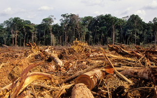 Corporate net zero must include protecting tropical forests