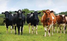 Bovine TB cattle vaccine trials to get underway in England and Wales