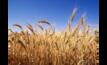  Rabobank expects above average global prices for grains despite some recent softening locally.