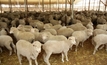 Kojonup to discuss issues facing live export industry