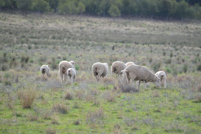 Episode 3 said the sharp rise in livestock prices exacerbates the difficulty for processors trying to maintain throughput at profitable levels.