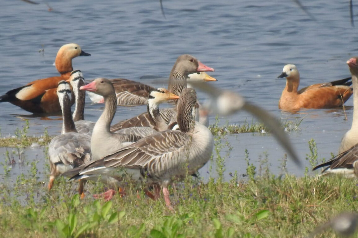Gujarat a "favourite" state for migratory as well as local birds