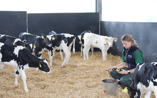 Six simple principles to improve calf housing 