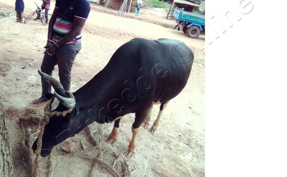 Ente ali mu kifaananyi ne banne gye baakwatiddwa nayo. Ente ali mu kifaananyi ne banne gye baakwatiddwa nayo.