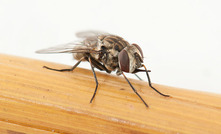 Summer rains increase likelihood of stable fly