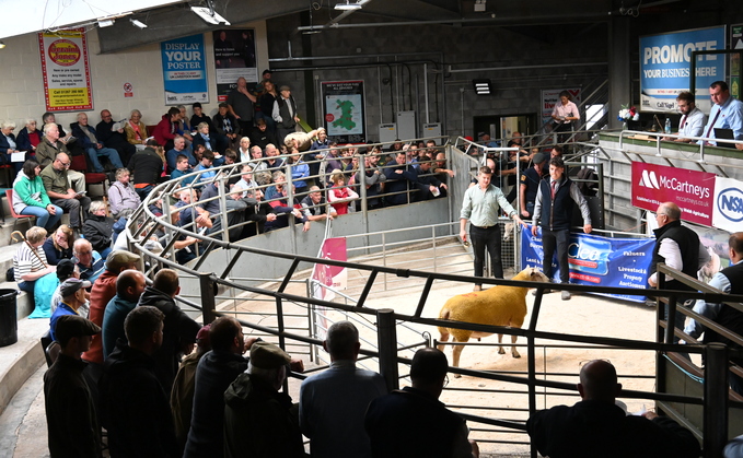 NSA Wales and Border early ram sale sees highs of 3,500gns