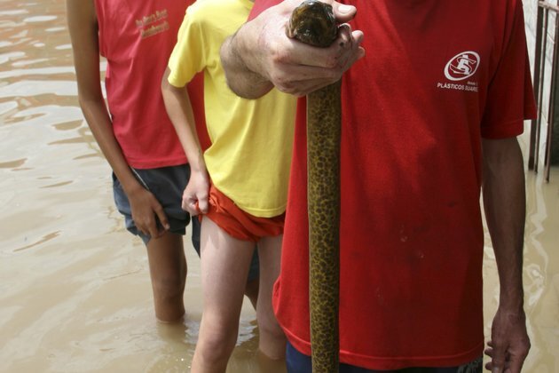 Jolting Discovery: Powerful New Electric Eel Found