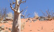 A Moringa tree in Namibia.  Photo: Violet Gottrop
