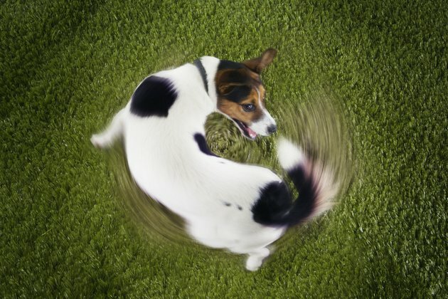 Why do cats and dogs get the zoomies?