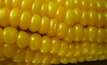 Corny partnership to boost ethanol production