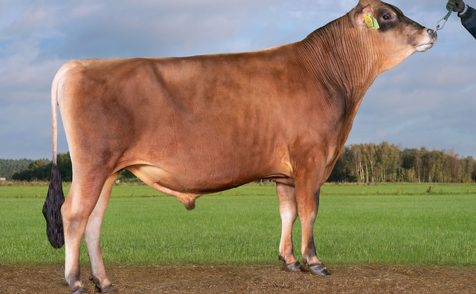 VJ Outrup Luxplus Leander - new number one young genomic Jersey sire ranked on £PLI
