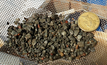  Massive sulphides in rock chips