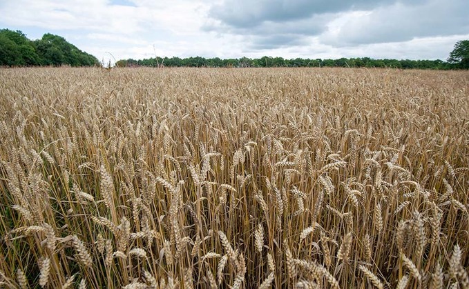 Warning for UK organic proponents as EU rules slash yields