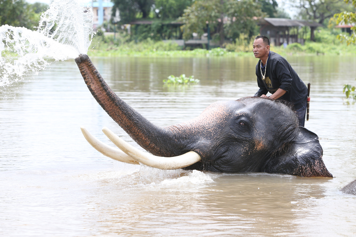THAILAND-AYUTTHAYA-ELEPHANTS-BATH