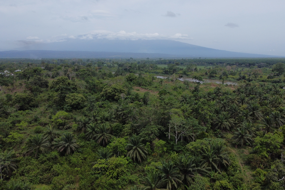 CAMEROON-BUEA-COCOA PLANTATION