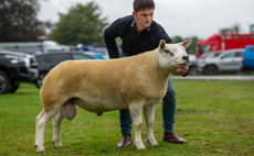 Texel tops Kelso ram sale at 52,000