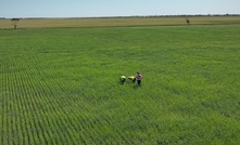  The ANT survey across Thor's Alford East project