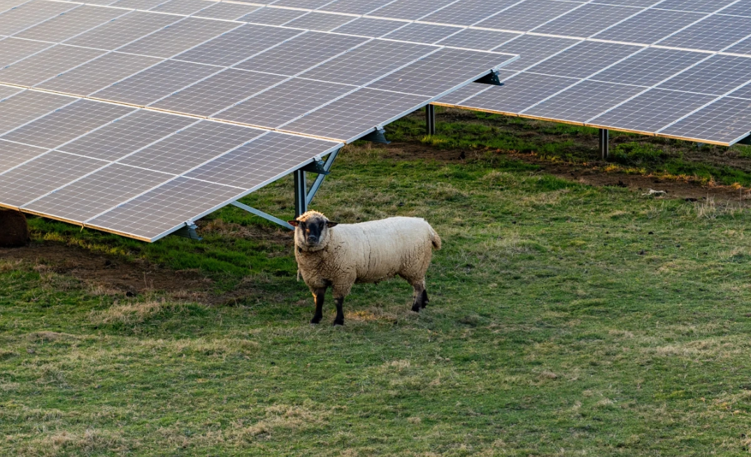 Meridian starts building 130MW Ruakākā solar farm