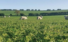 Lucerne as a grazing crop for sheep