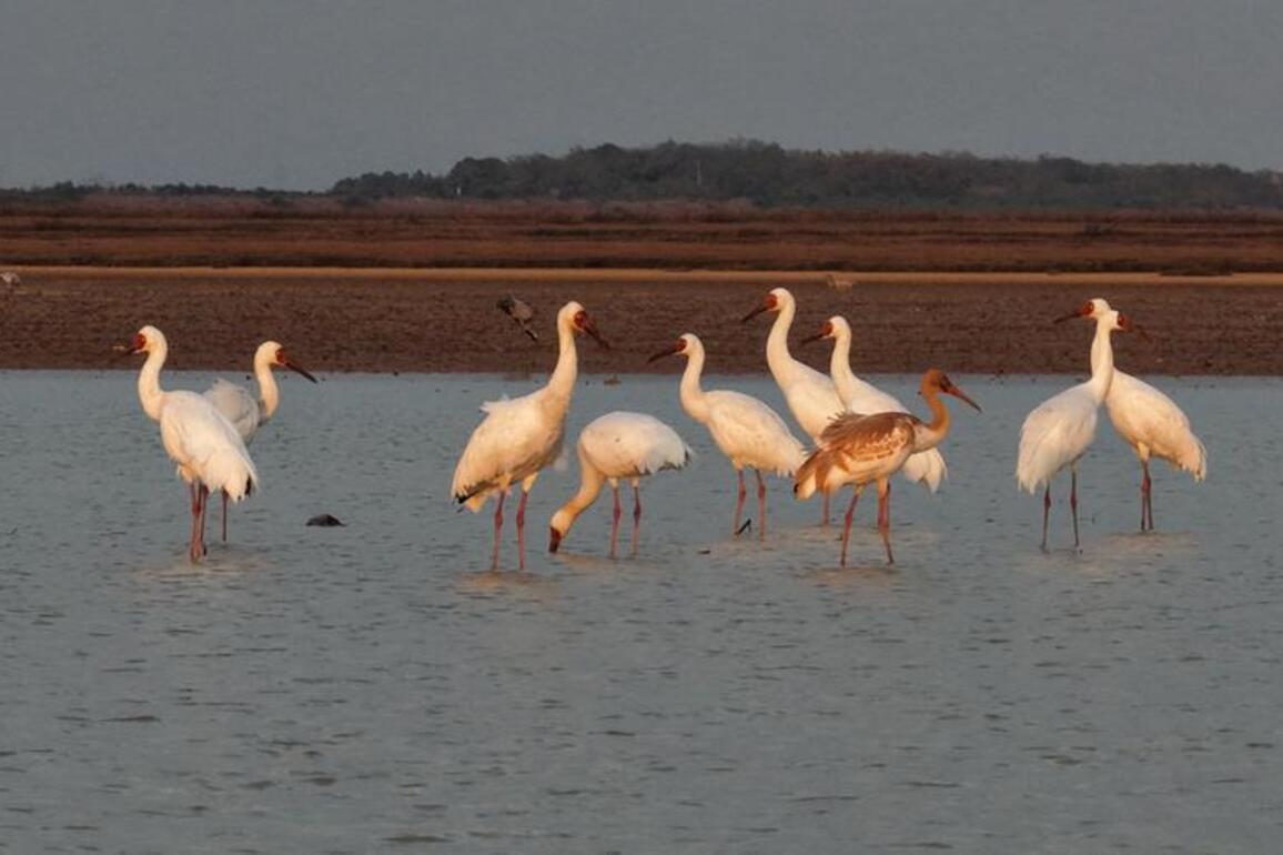 Guardian's 40 years of protecting migratory birds at China's largest freshwater lake