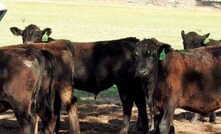  The weaners are still being fed pellets in self-feeders and are monitored daily in a paddock near the house. Photo: Kylee Callow