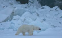 Photographed: a polar bear in Arctic habitat