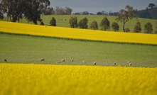 Sheep meat production is relatively cheap in Australia compared to other countries, according to a new MLA report. Picture Mark Saunders.