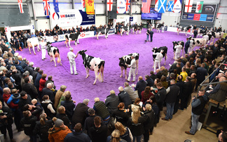 Holstein crowned supreme champion at Borderway UK Dairy Expo 