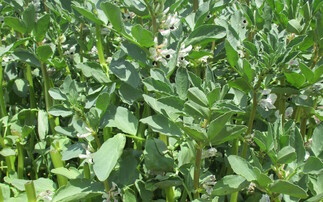 Boosting bean production at centre of new Defra-funded project