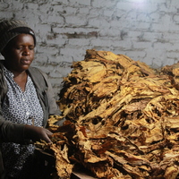 ZIMBABWE-MASHONALAND EAST PROVINCE-TOBACCO PRODUCTION-RECORD