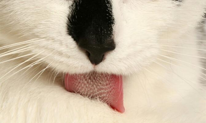 The science of how cats' tongues keep them clean The science of how cats' tongues keep them clean