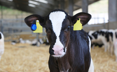 Future of Farming: Youngstock as the foundation of future productivity