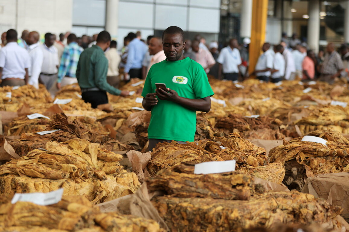 ZIMBABWE-HARARE-TOBACCO-MARKETING SEASON